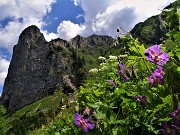 27 Torrione del Corno Branchino con Geranyum paeum (Geranio stellato) 